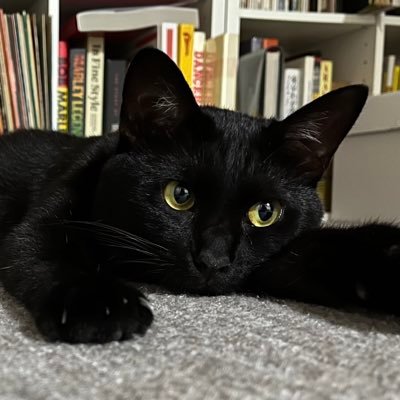 Feline_Groovy's profile picture. 猫、音楽の旅（帰る場所はレゲエ）、印刷物、映画、お酒が好きなグラフィックデザイナーです。デザインのご依頼はDMにてお気軽にご連絡下さい♪♪♪