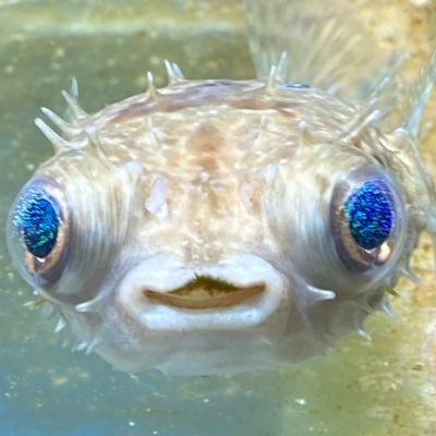 1567_1636's profile picture. デレP 担当新田美波 トレーナー 担当オグリキャップ 騎空士 葦名帰りのヤーナム育ち エルデの王となりました