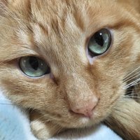 すぎえ (@susususugie) Twitter profile photo