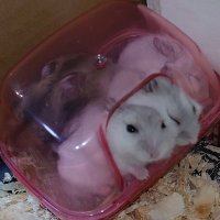 🐹hamuT🐹 (@android3512) 's Twitter Profile