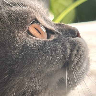 randomuser0077's profile picture. QA Engineer | Learning new things everyday