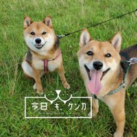 今日も、ケンカ(@DogKenka) 's Twitter Profile Photo