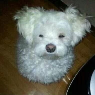 오늘나온분말고추さんのプロフィール画像