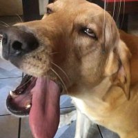 Cesar Maya (@mayamonter) 's Twitter Profile