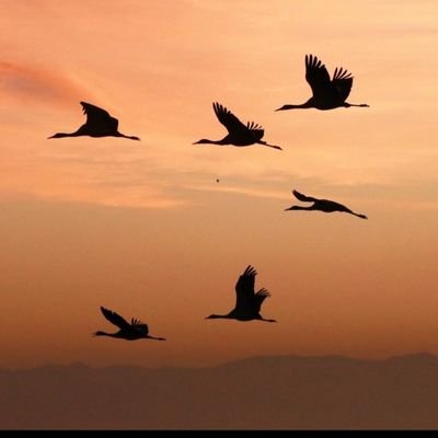 Hedar60320569's profile picture. s .F