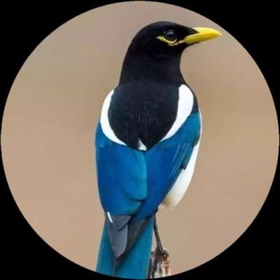 RecargadoUrraca's profile picture. 