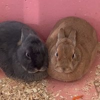 🐰ふみぴょん (@fumi_73) Twitter profile photo