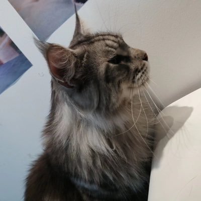 zhaohuolong777's profile picture. 