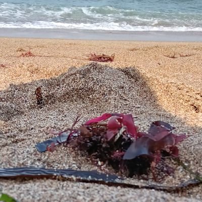 77_sizyuku's profile picture. お絵描きするけど不定期🙀