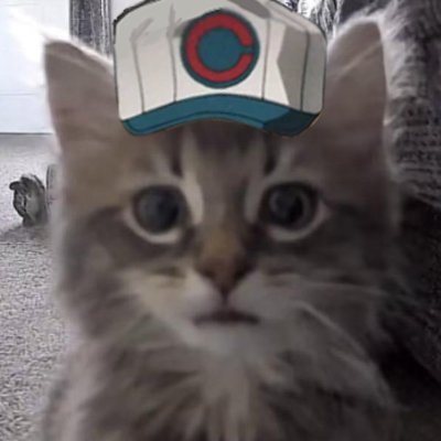 Cat With A Clog PFP  Roblox Item - Rolimon's