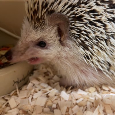 高知。社会人。釣り全般と飲むことハリネズミ🦔が好きです