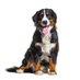 dogs (@ok_pets) Twitter profile photo dogs (@ok_pets) Twitter profile photo