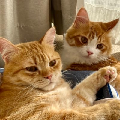 🐈とらまる♂#セルカークレックス 2021/6/25生まれ 2021/11/21お迎え | 🐈こはく♂ #サイベリアン 2022/3/20生まれ 2022/7/16 お迎え ニャンズの写真をアップしてます🥰