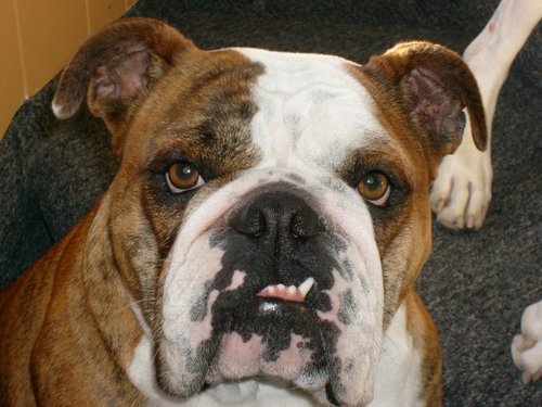 AdoreABulll's profile picture. 