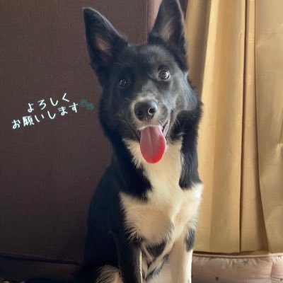 愛犬成長日記のためのアカウント。お迎え日10/14更新開始。2022/7/16産まれのハスキー✖ボーダーコリーのmix犬♀プティルちゃんです。 見守ってください プティルに弟が出来ました。