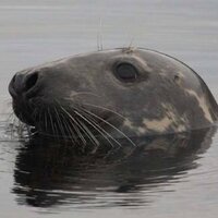 Susannah Calderan (@susa_scoter) 's Twitter Profile
