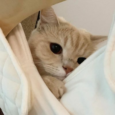 nonnoynidneung's profile picture. healing from @BTS_twt