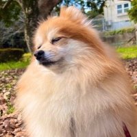 けにママ 🎀 (@kennylovepom) Twitter profile photo