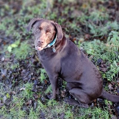 Purdey, a velvety brown bear, following in the footsteps of the inestimable Doofer Dog.