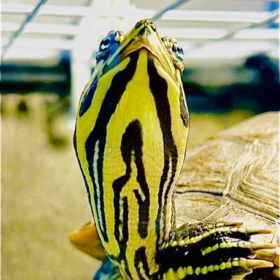 亀🐢 カエル🐸金魚🐠熱帯魚🐠ベタ🐠等を飼育してます!投稿はぼちぼちです🙇♂️⚠️🙇♂️よろしくお願いします🔥🔥