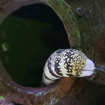 クモウツボの「いち」です
鼻管がすっかり白くなりました
ウツボを見ながらコーヒーを飲んでたい
2022/8/19〜
うつぼのお店が出来ました👉 https://t.co/OUDR4Ccwxe