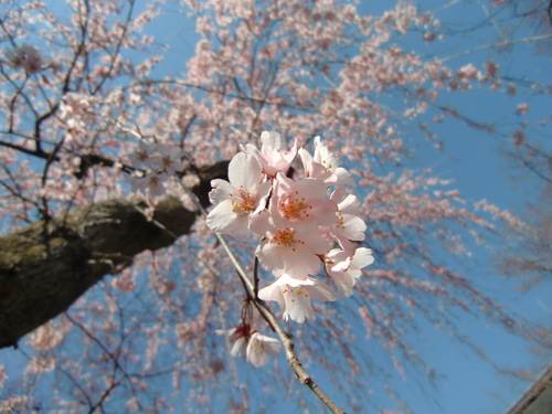パース在住♪パースは住みやすそうな街ですね~☆建物は綺麗だし、都会過ぎず、田舎過ぎず・・・(^^)ただ日差しが強くてハエが多い・・・サングラスしないと目が痛い(+_+)毎日のんびり過ごしています(^-^)♪