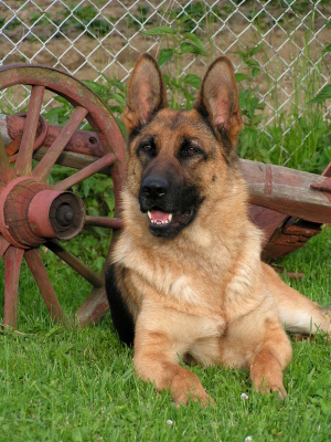 We are a small breeding station of German shepherd dogs from Czech republic.
Our dogs are all black and rich red in color.