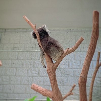 25↑ かわいい人とかわいいものがすきです