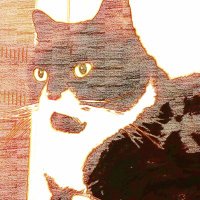 Küstendeern 🐈🌳🌊🎼 (@christaki24) Twitter profile photo