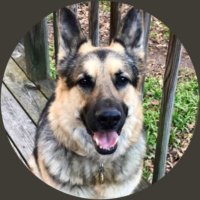 SF Demming💖🐾💜🍀 (@sfdemming) Twitter profile photo