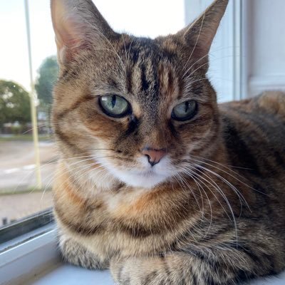Much loved tabby tuna girl Millie AKA Sweetie, Dumpling & Munchkin😸 & her cat mum Clare 🏃‍♀️ Geordie Ambassacat 🖤🤍 proud #hedgewatch’er 😺🐾 🐈 🎄🎅