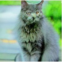 Heathcliff Flowen (@heathflowen) 's Twitter Profile Photo Heathcliff Flowen (@heathflowen) 's Twitter Profile Photo