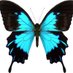 Iustin Pupaza (@justuswiedehopf) Twitter profile photo Iustin Pupaza (@justuswiedehopf) Twitter profile photo