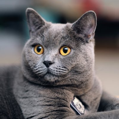 xiaochaoy's profile picture. 