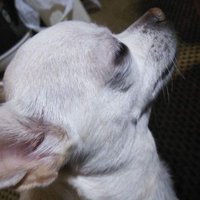 さとし (@nopns2) 's Twitter Profile