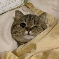 妄灾 (@wangzaiwz) 's Twitter Profile