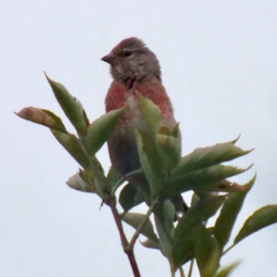 Using this space to raise awareness of the Linnet (a declining farmland bird species) and help get it off the Red List. @BibbeysWildFarm #LovingTheLinnet