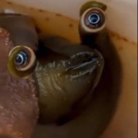 Quarktasche (@namduthecat) 's Twitter Profile