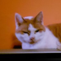 LGBTQ+ (@zeebrongis) 's Twitter Profile