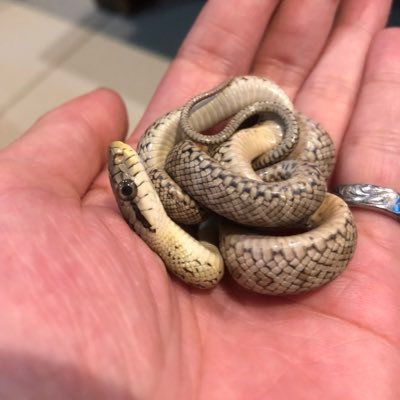 蛇大好き🐍おじさんが蛇飼育してるのをいつも見てるだけ 笑