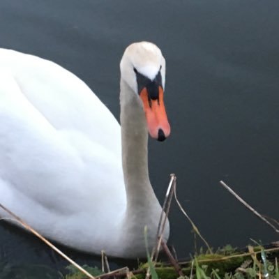 PetitDamier's profile picture. 