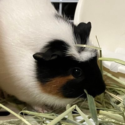 ひたすらモルモットを愛でるアカウント。無言フォロー失礼します(⋆ᴗ͈ˬᴗ͈)”ペコリ♡2022.9.14産まれの曽良(そら)ちゃん。2023.8.23産まれの結衣(ゆい)ちゃん。ふたりとも女の子🐹🐹【注意】⚠️現在同じ名前同じアイコンで偽物アカウントいますのでご注意ください🥺