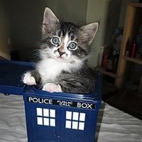 Cats Quoting Dr Who(@Catsquotingdw) 's Twitter Profileg