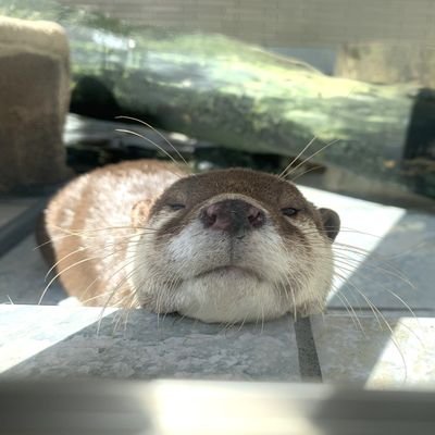 potanoa1's profile picture. 