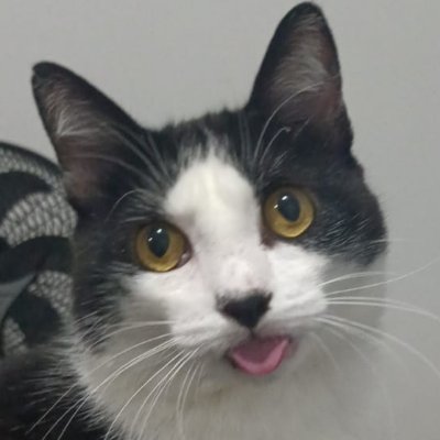 ibackdev's profile picture. Dev Java | Golang