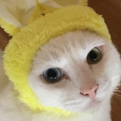 白さんのプロフィール画像