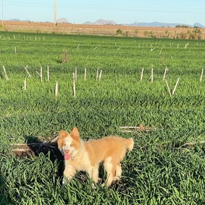 RayBourne97's profile picture. CQ Grain Grower