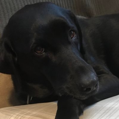 MarthaKennelly's profile picture. Find me where the skies are blue: Educator, ENL, Art, EMT Vol., Nana, Kindness matters. Democracy and Ukraine Supporter, WCS Dance!🇺🇦 
No DMs