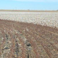 Seeding Solutions (@seedingsolution) 's Twitter Profile