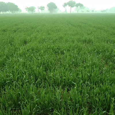 Muhamma96936246's profile picture. 